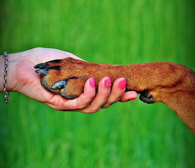 犬との愛