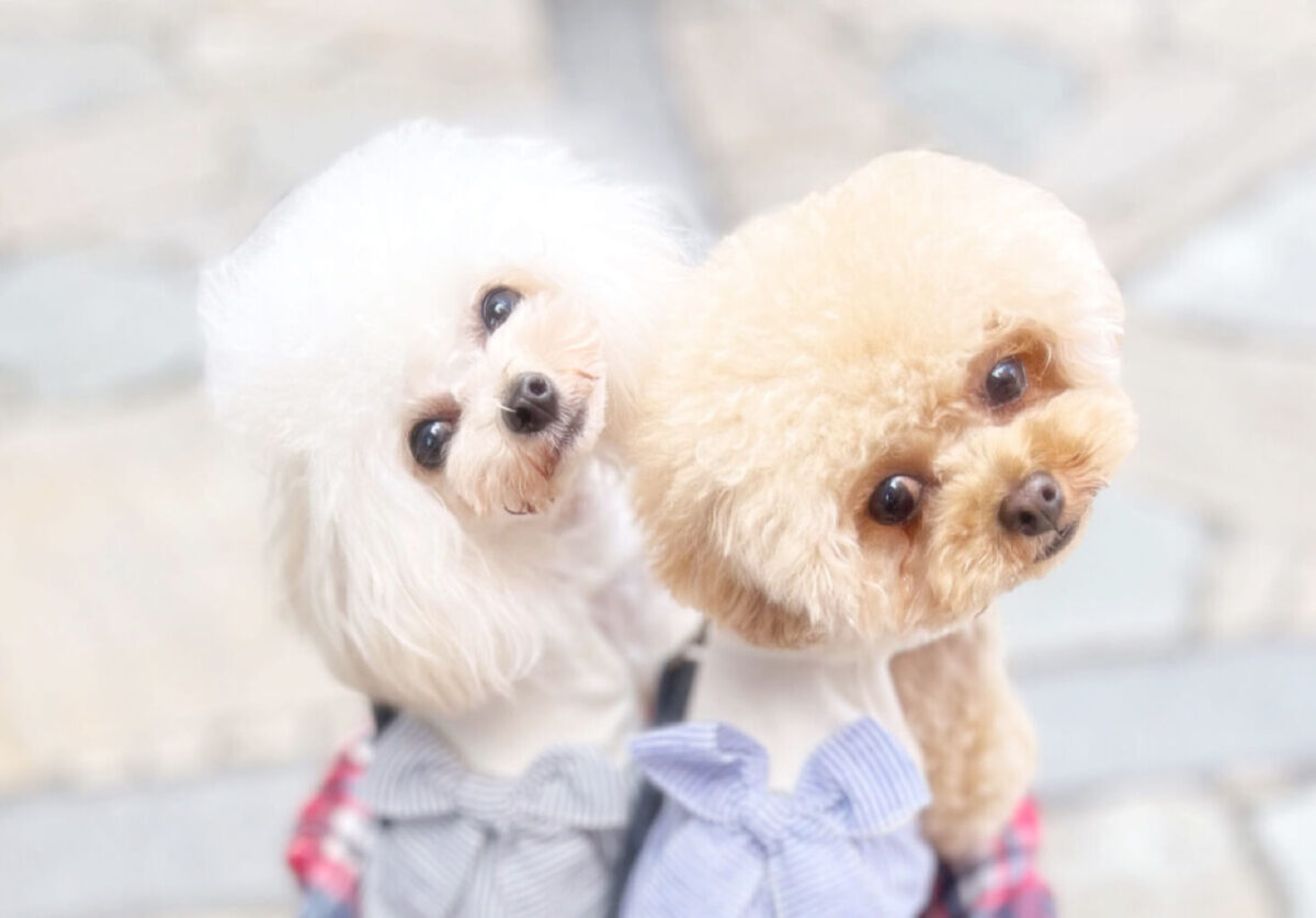 トイプーママ❤️ トイプーママの素敵ブログ | 愛犬に寄り添う心と体に優しい素敵な暮らし